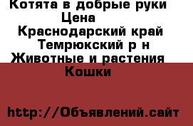 Котята в добрые руки › Цена ­ 1 - Краснодарский край, Темрюкский р-н Животные и растения » Кошки   